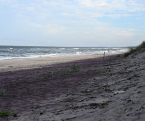 Fioletowy piasek nad Bałtykiem