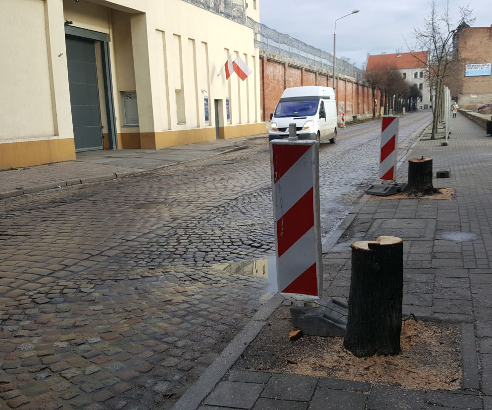 Wycinka drzew na ulicy Sienkiewicza