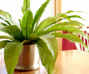 asplenium