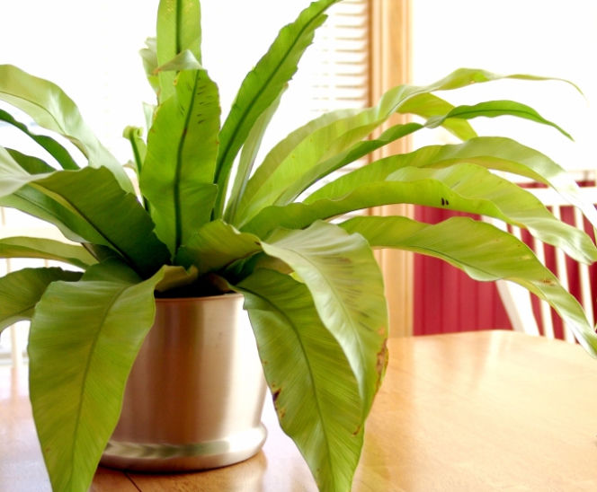 asplenium
