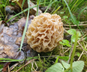 Smardze – leśna arystokracja