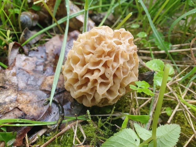 Smardze – leśna arystokracja