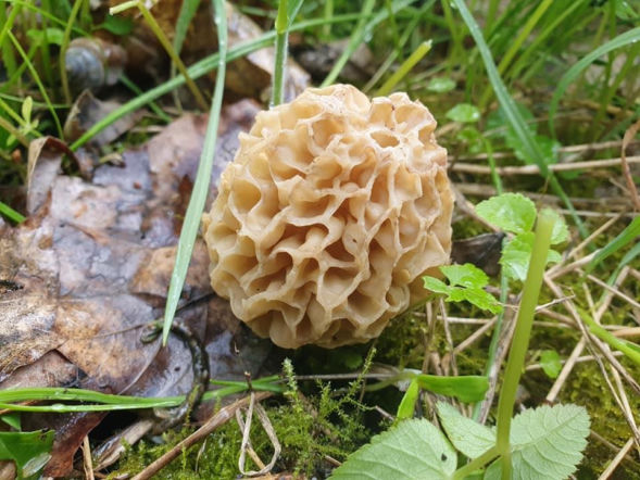 Smardze – leśna arystokracja