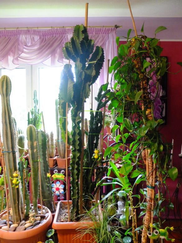 Mam w domu prawdziwy Meksyk. Niecodzienne hobby pana Jerzego z Lublina