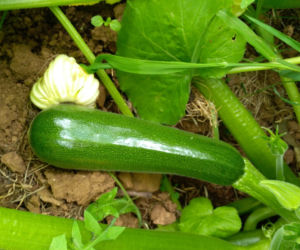 Cukinia