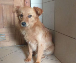 Chory mężczyzna zamknięty w domu z 28 psami! Horror na Sądecczyźnie!