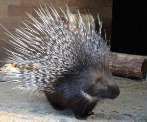 Tak wyglądają zwierzęta mieszkające w śląskim ZOO