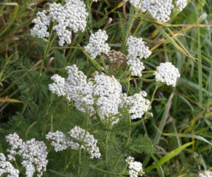 Krwawnik pospolity