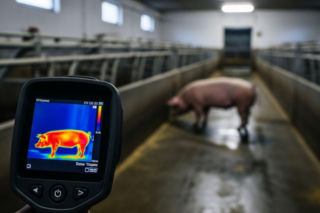 Termowizja w chlewni wykrywa ukryte stany zapalne. To może pomóc ograniczyć stosowanie antybiotyków