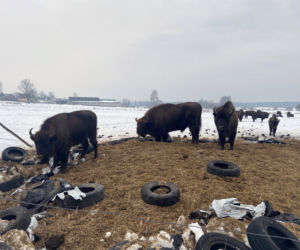 Żubry wyjadają nam jedzenie