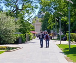 Drzewo pamięci Michaela Jacksona w Budapeszcie