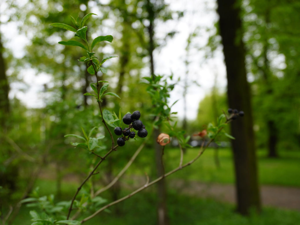 Park Bronowice wiosną 2024