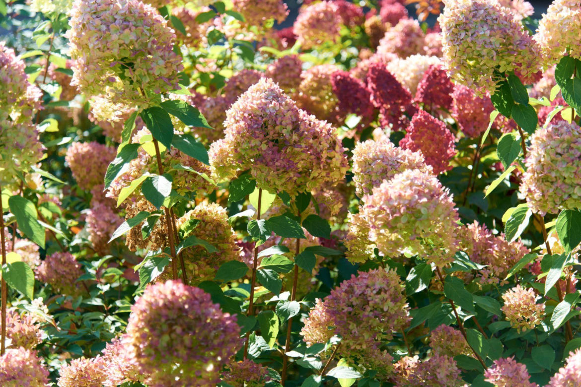 Hortensja bukietowa Vanille Fraise