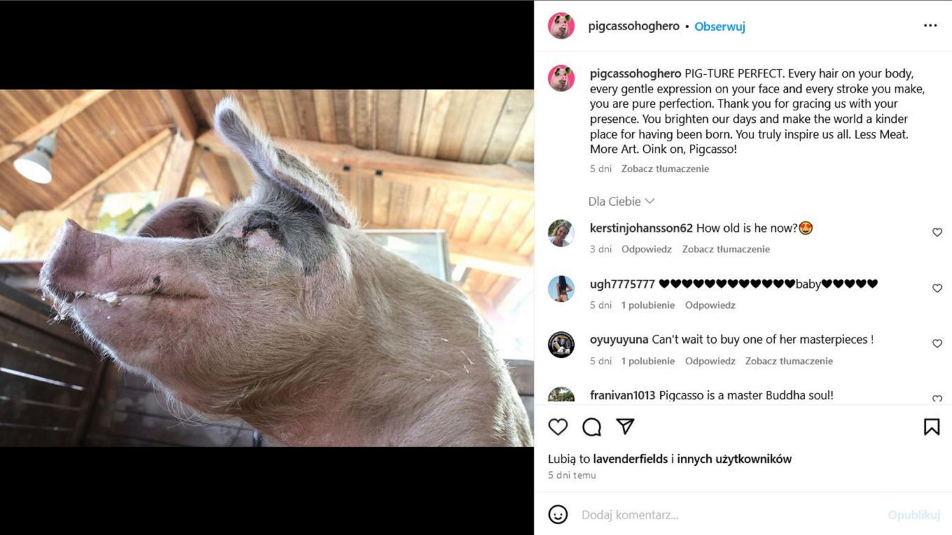 Świnia została malarzem! Zobacz te obrazy i przygotuj się na łzy