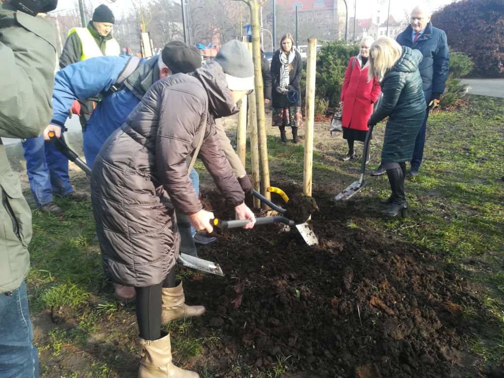 Za nami duża akcja sadzenia drzew w Toruniu. Pojawi się też 5 tysięcy krzewów!