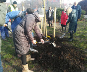 Za nami duża akcja sadzenia drzew w Toruniu. Pojawi się też 5 tysięcy krzewów!