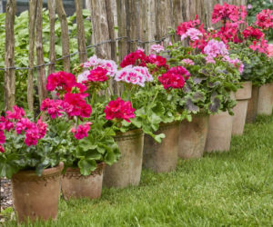 Pelargonie