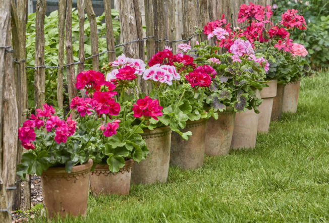 Pelargonie