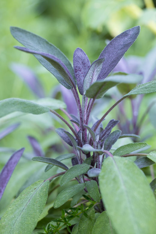 Szałwia lekarska ‘Purpurascens’