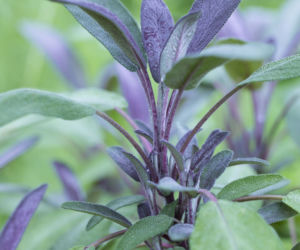 Szałwia lekarska ‘Purpurascens’