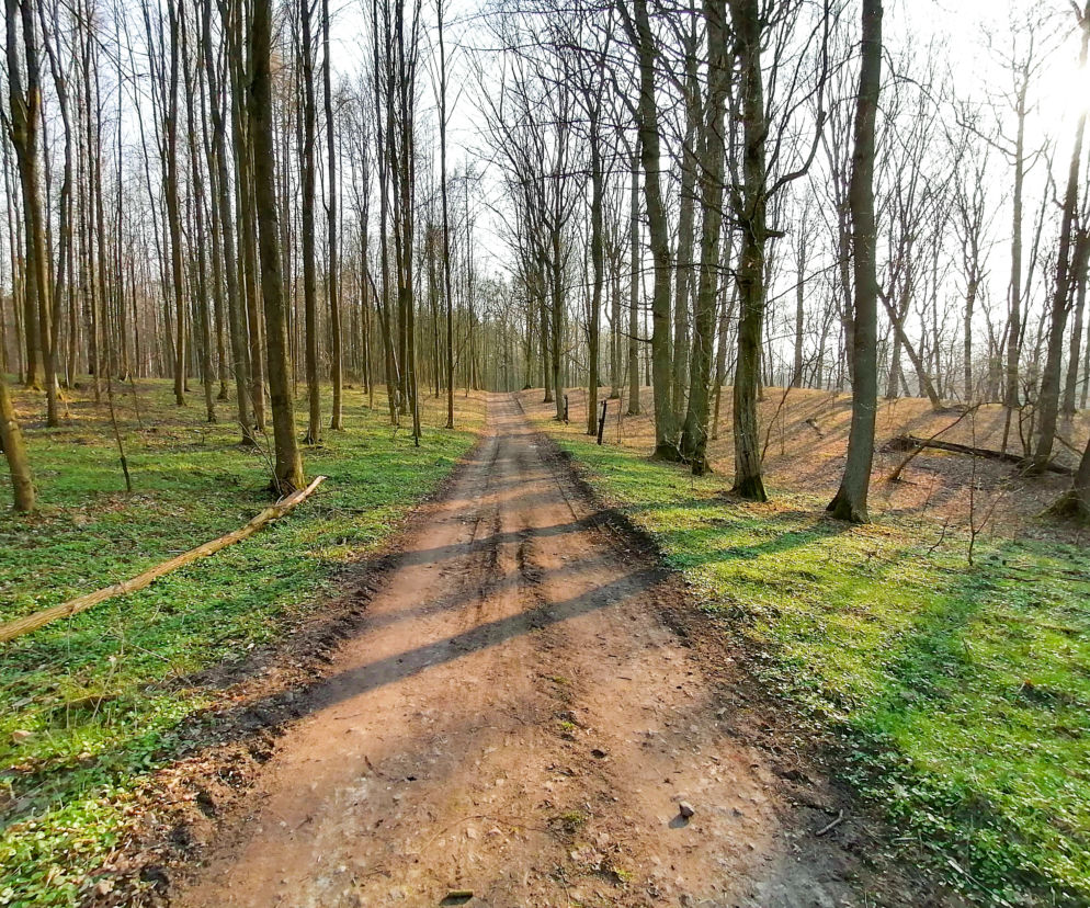 las iława