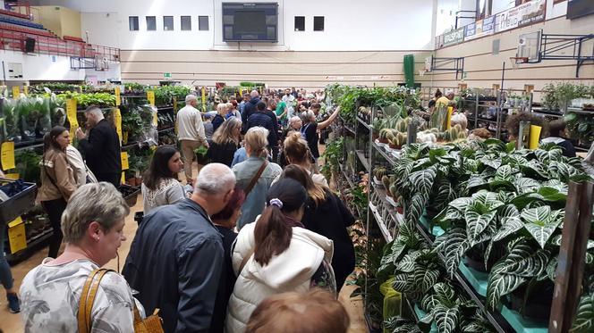 Festiwal Roślin trwa w Nowym Sączu. To coś dla fanów kwiatów i zieleni