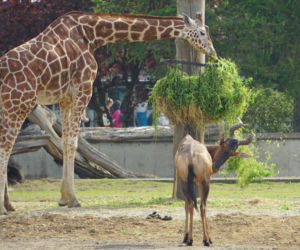 Zoo Wrocław: Żyrafy siatkowane