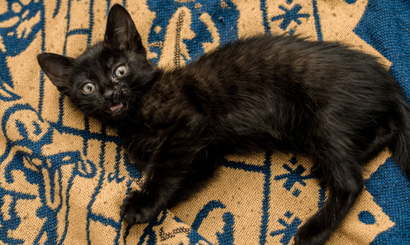 Chcesz mieć kota? Pomyśl o adopcji! Te piękne kociaki czekają na swój dom [ZDJĘCIA]