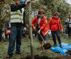 Oby rósł 100 lat! Dąb czerwony na jubileusz 100-lecia PCK