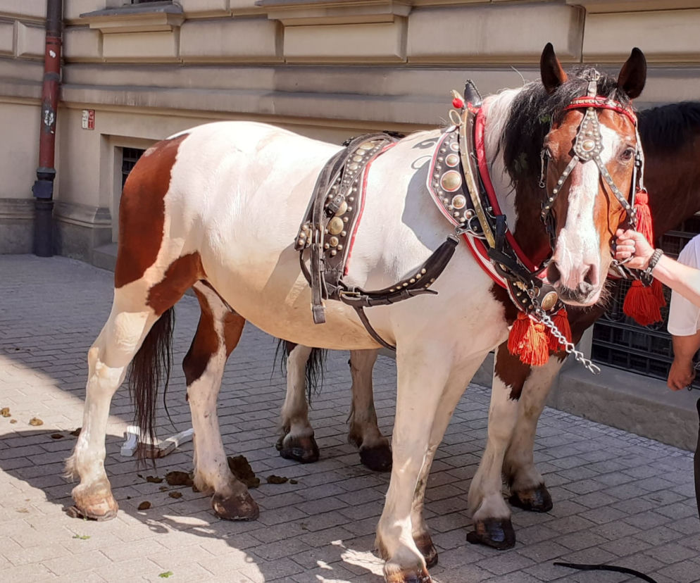 Dorożka jeździła bez woźnicy. O krok od tragedii w samym centrum Krakowa! [ZDJĘCIA]
