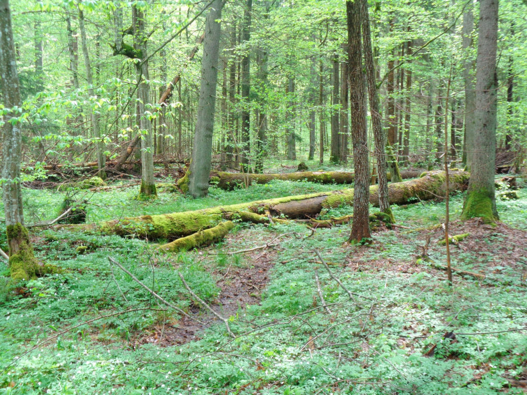 Białowieski Park Narodowy