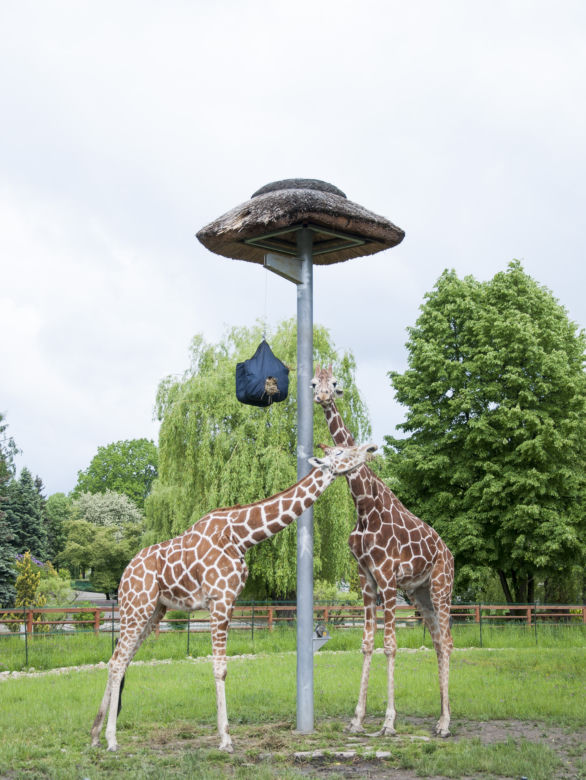 Zoo w Chorzowie ma nowe pawilony