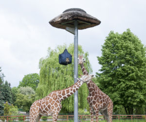 Zoo w Chorzowie ma nowe pawilony