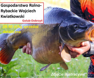 Ile kosztuje kilogram żywego karpia z wody od lokalnych hodowców?