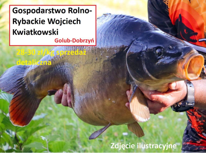 Ile kosztuje kilogram żywego karpia z wody od lokalnych hodowców?