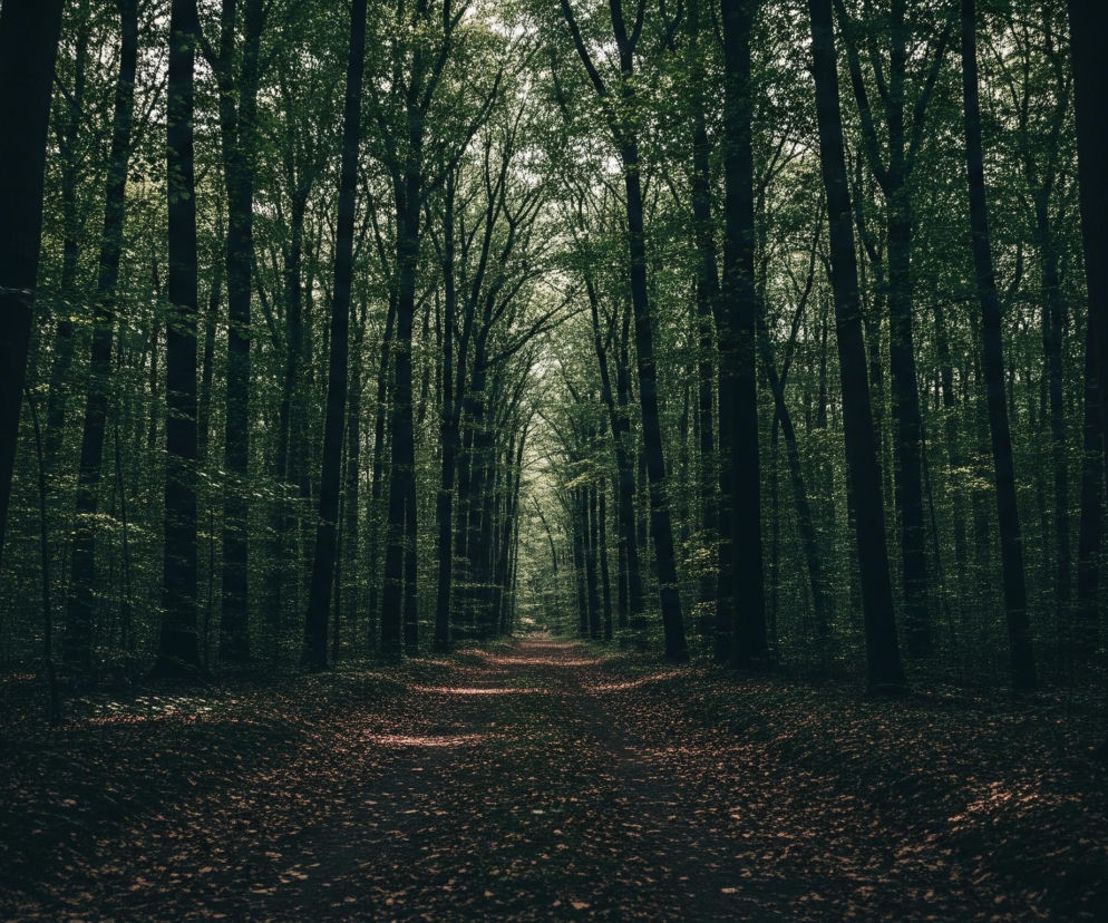 Wąska ścieżka wijąca się przez gęsty las liściasty tworzy główną perspektywę obrazu, zanikając w oddali w punkcie zbieżności. Wysokie, smukłe pnie drzew w ciemnych odcieniach zieleni i brązu dominują po obu stronach ścieżki, z koronami drzew tworzącymi zielony dach, przez który miejscami przedziera się jasne światło. Dno lasu pokrywają ciemne, opadłe liście, na których gdzieniegdzie pojawiają się jasne, ciepłe refleksy światła słonecznego. Cała scena jest utrzymana w stonowanej palecie barw, głównie w ciemnych odcieniach zieleni, brązu i czerni, z jaśniejszymi akcentami u góry obrazu, gdzie przebija się niebo.