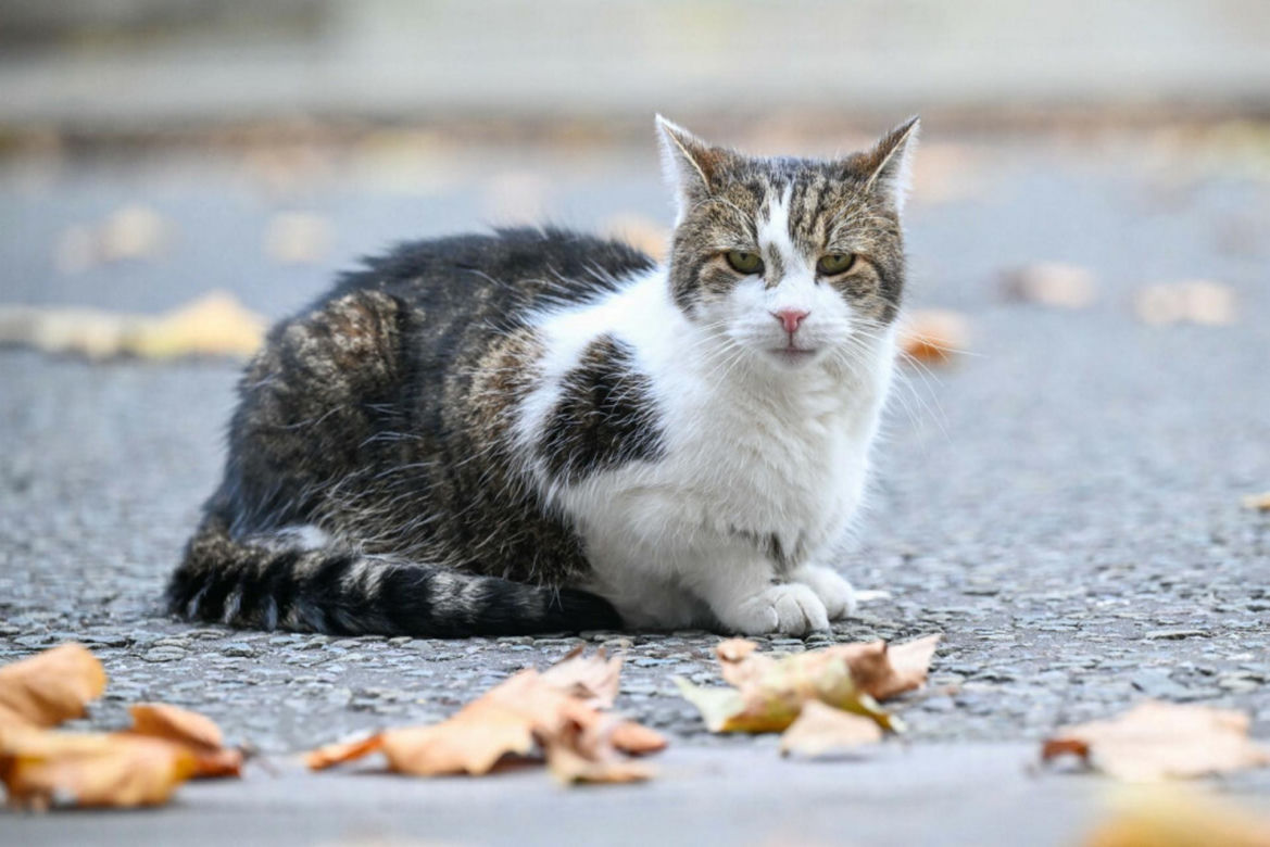 Oto Larry. Chief Mouser to the Gabinet Office