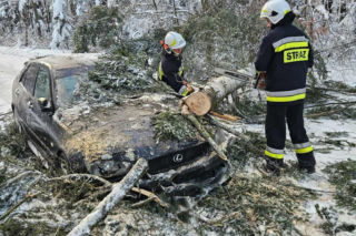 Drzewo runęło wprost na nadjeżdżające auto. Kierowca nie miał czasu na reakcję 