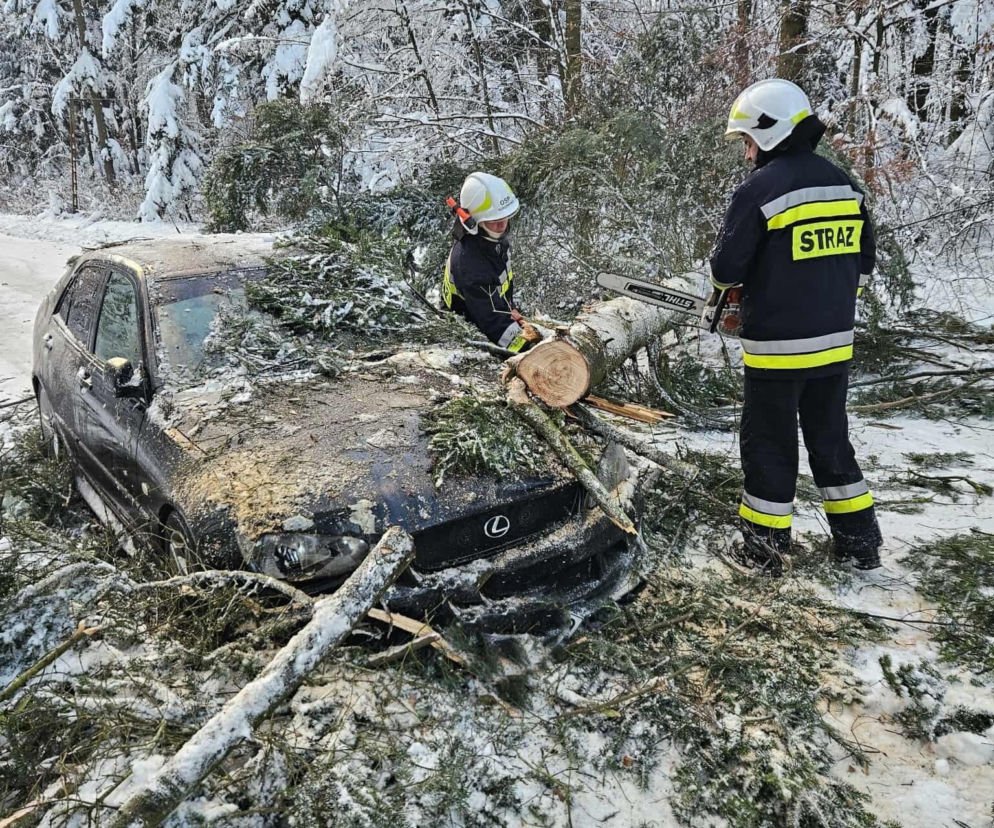 Drzewo runęło wprost na nadjeżdżające auto. Kierowca nie miał czasu na reakcję 