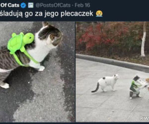 Koty opanowały internet!