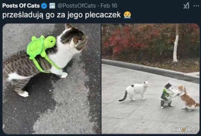 Koty opanowały internet!