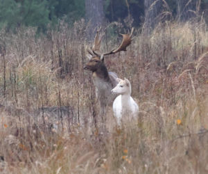 Wyjątkowe spotkanie w lesie. Taki okaz trafia się niezwykle rzadko