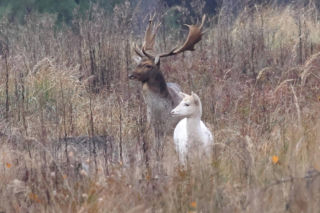 Wyjątkowe spotkanie w lesie. Taki okaz trafia się niezwykle rzadko