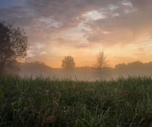 Puszcza Kampinoska