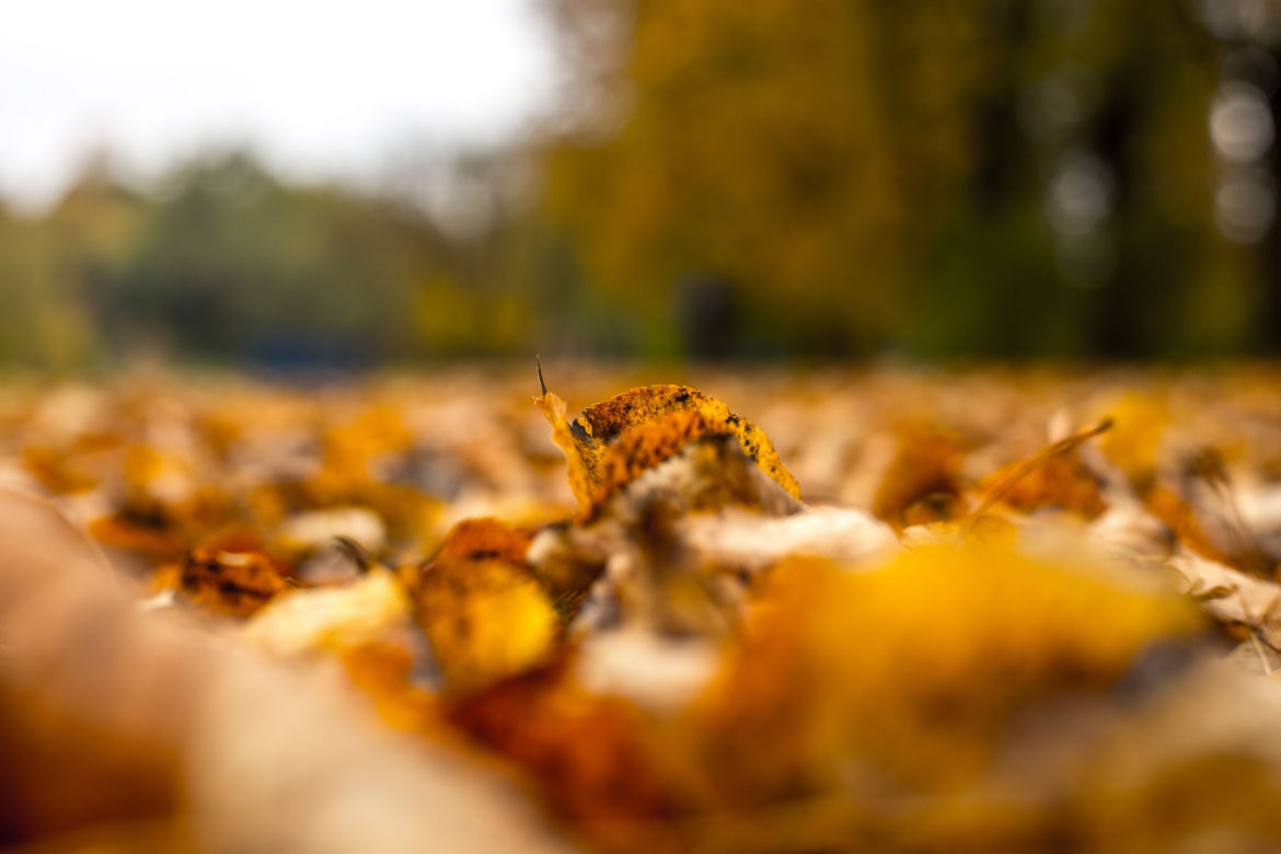 Park Śląski jesienią jest naprawdę piękny