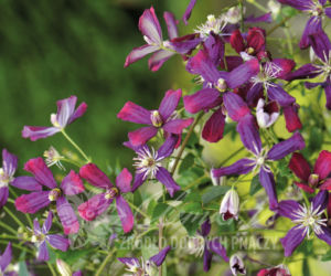 Powojniki - szkółka Clematis