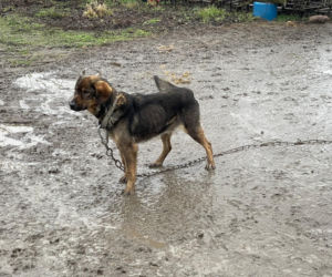 Te psy to sama skóra i kości! Właściciel dawał im tylko paszę dla świń [ZDJĘCIA]