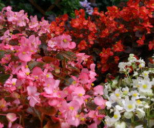 Begonia stale kwitnąca