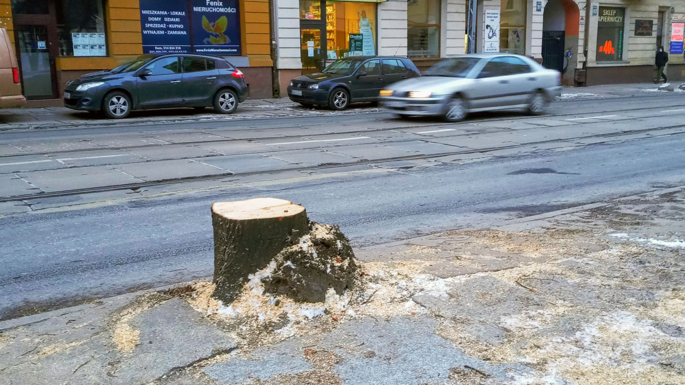 Masowa wycinka drzew w alei Wyzwolenia 