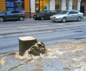 Masowa wycinka drzew w alei Wyzwolenia 
